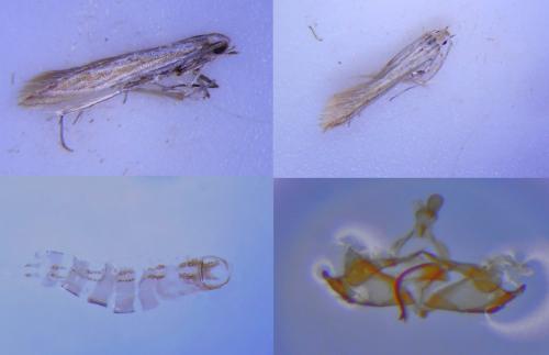 Coleophora argentula